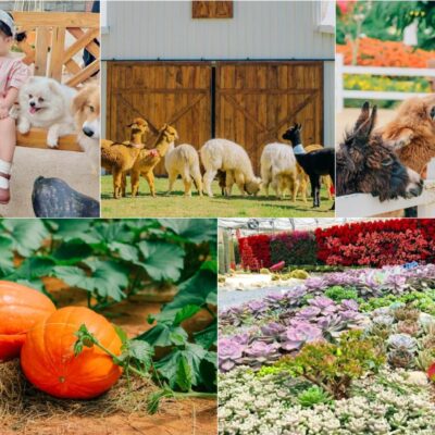 Tour Đà Lạt 2N2Đ, 3N3Đ Chất Lượng Cao