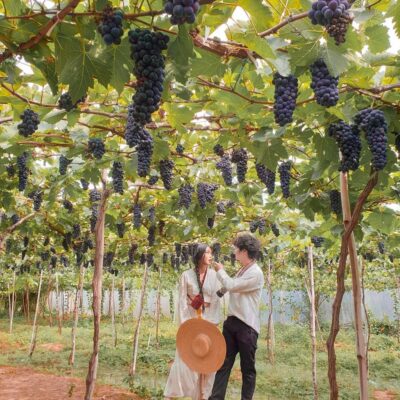 Tour Đồng cừu – Vườn nho