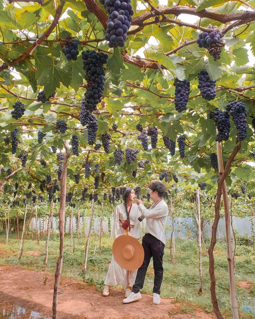 Tour Đồng cừu – Vườn nho Tour Đồng cừu – Vườn nho